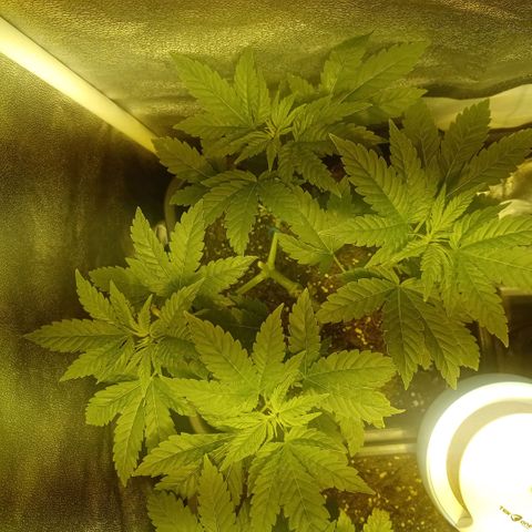 Wedding Cake growlog timeline photo