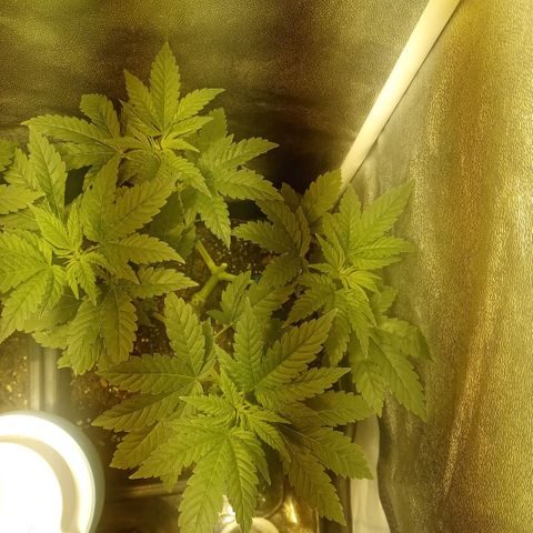 Wedding Cake growlog timeline photo
