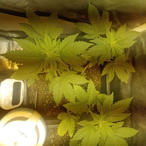 Wedding Cake growlog timeline photo