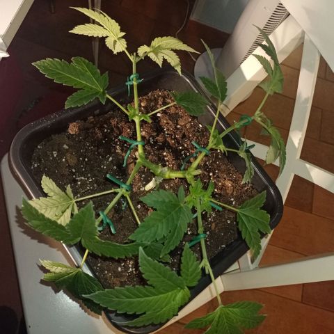 Wedding Cake growlog timeline photo