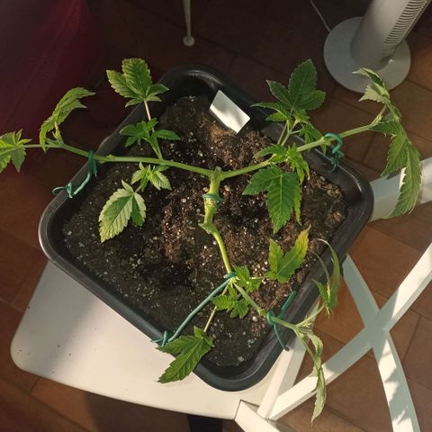 Wedding Cake growlog timeline photo