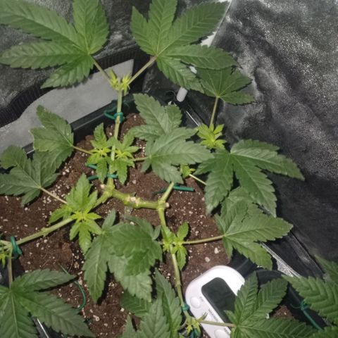 Wedding Cake growlog timeline photo