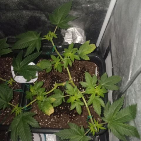 Wedding Cake growlog timeline photo