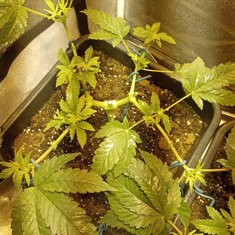 Wedding Cake growlog timeline photo