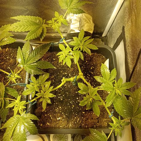 Wedding Cake growlog timeline photo