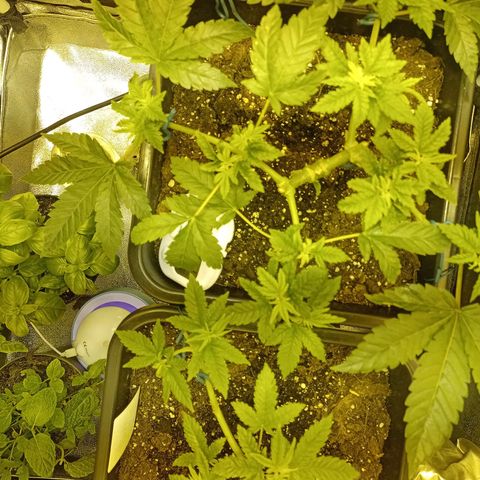Wedding Cake growlog timeline photo