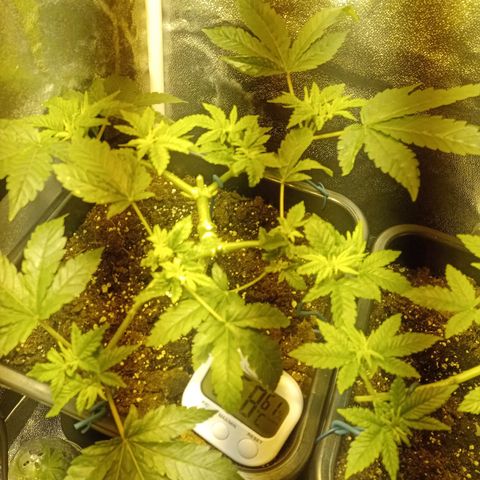 Wedding Cake growlog timeline photo