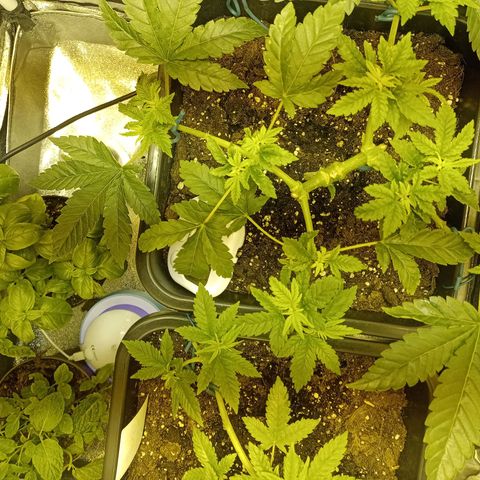Wedding Cake growlog timeline photo
