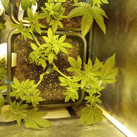 Wedding Cake growlog timeline photo