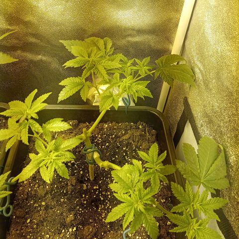Wedding Cake growlog timeline photo