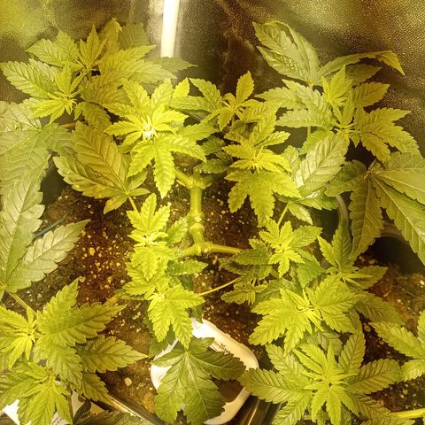 Wedding Cake growlog timeline photo