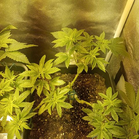 Wedding Cake growlog timeline photo