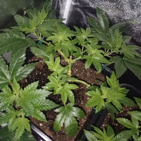 Wedding Cake growlog timeline photo