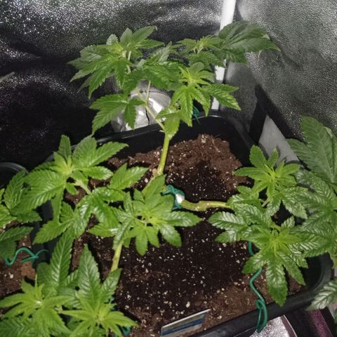 Wedding Cake growlog timeline photo