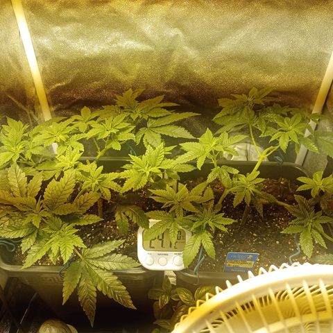 Wedding Cake growlog timeline photo