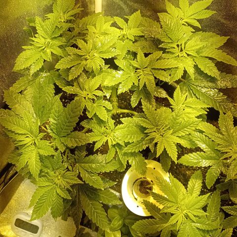 Wedding Cake growlog timeline photo