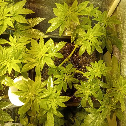 Wedding Cake growlog timeline photo