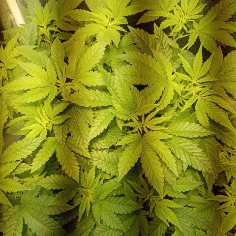 Wedding Cake growlog timeline photo