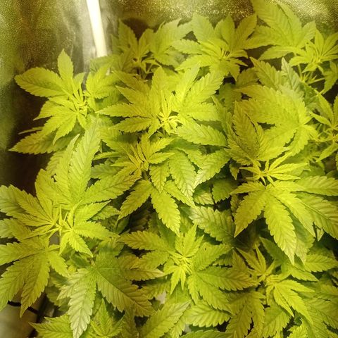 Wedding Cake growlog timeline photo