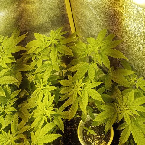 Wedding Cake growlog timeline photo