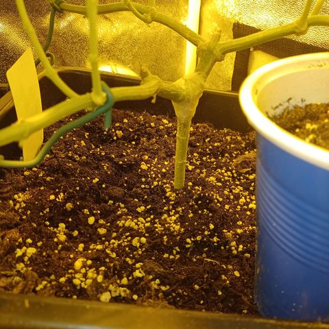 Wedding Cake growlog timeline photo