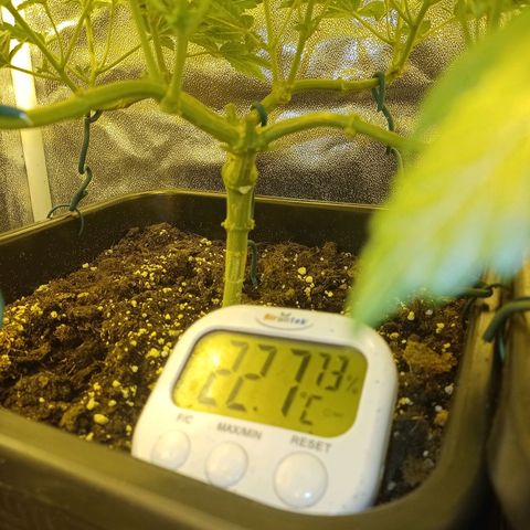 Wedding Cake growlog timeline photo