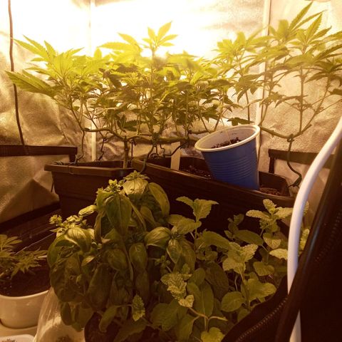 Wedding Cake growlog timeline photo