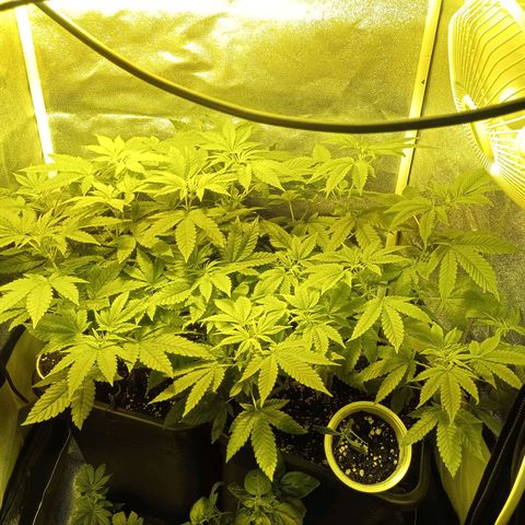Wedding Cake growlog timeline photo