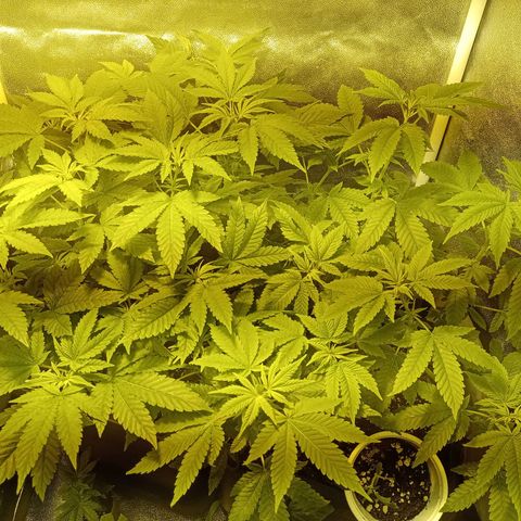 Wedding Cake growlog timeline photo