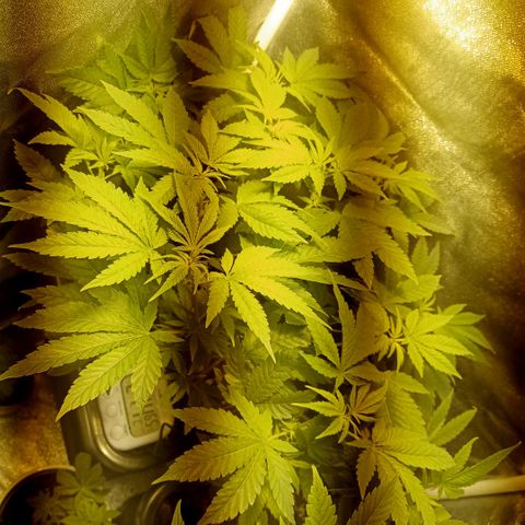 Wedding Cake growlog timeline photo