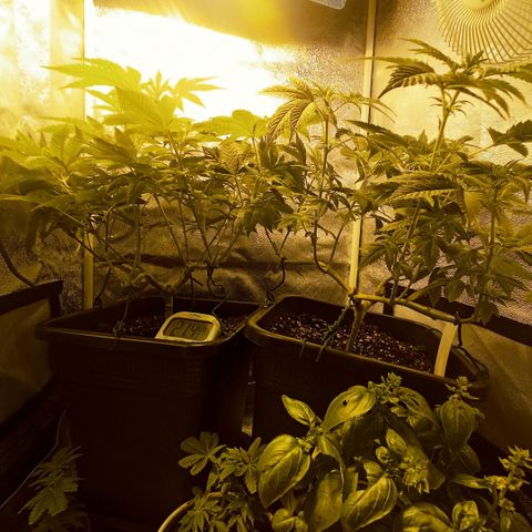 Wedding Cake growlog timeline photo