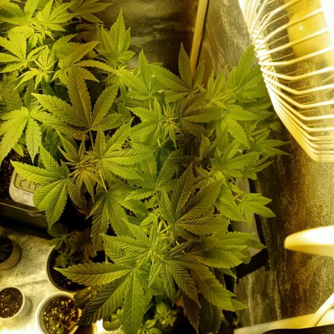 Wedding Cake growlog timeline photo