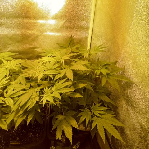 Wedding Cake growlog timeline photo