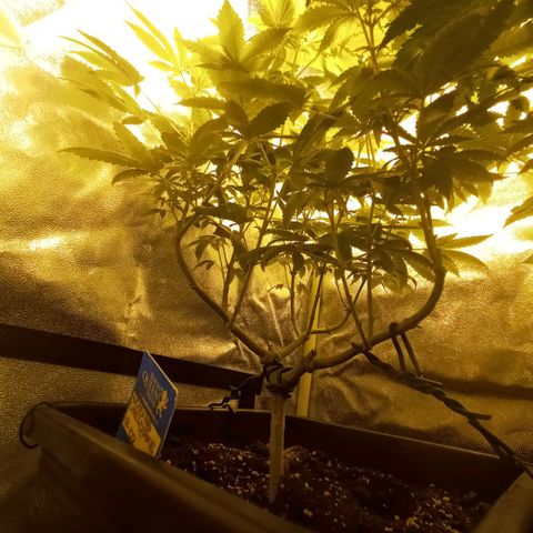 Wedding Cake growlog timeline photo