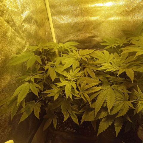 Wedding Cake growlog timeline photo