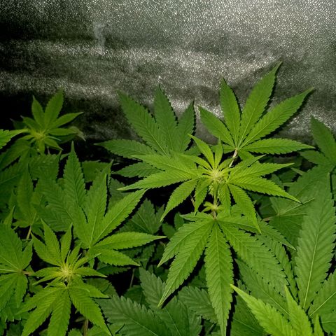 Wedding Cake growlog timeline photo