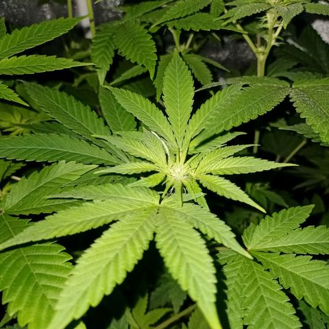 Wedding Cake growlog timeline photo