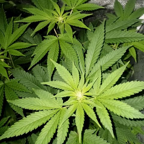 Wedding Cake growlog timeline photo