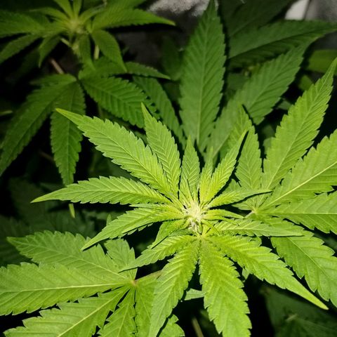 Wedding Cake growlog timeline photo