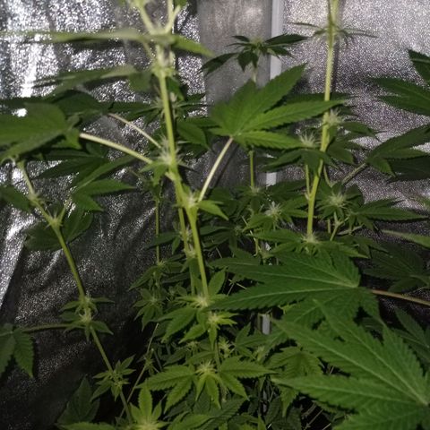 Wedding Cake growlog timeline photo