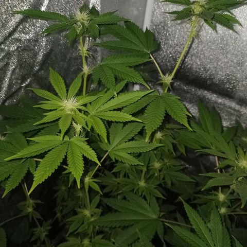 Wedding Cake growlog timeline photo