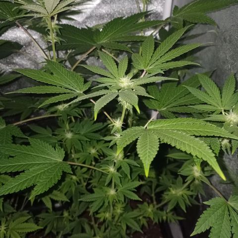 Wedding Cake growlog timeline photo