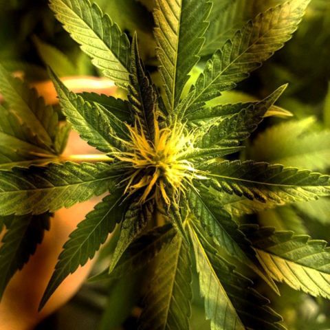 Wedding Cake growlog timeline photo