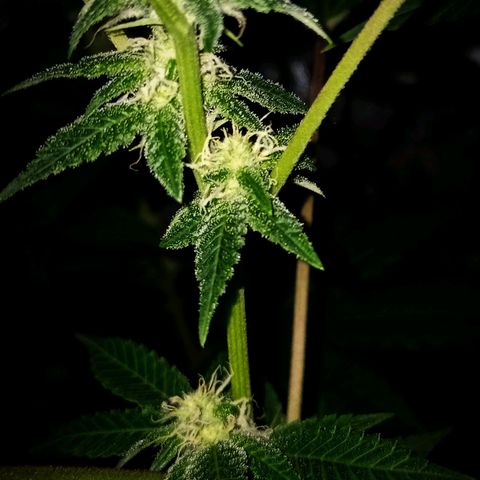 Wedding Cake growlog timeline photo