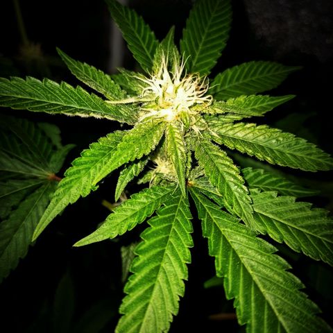 Wedding Cake growlog timeline photo