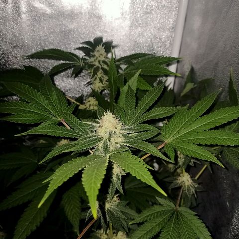 Wedding Cake growlog timeline photo