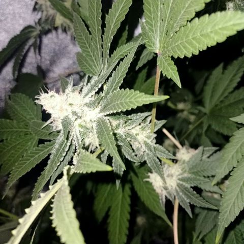 Wedding Cake growlog timeline photo