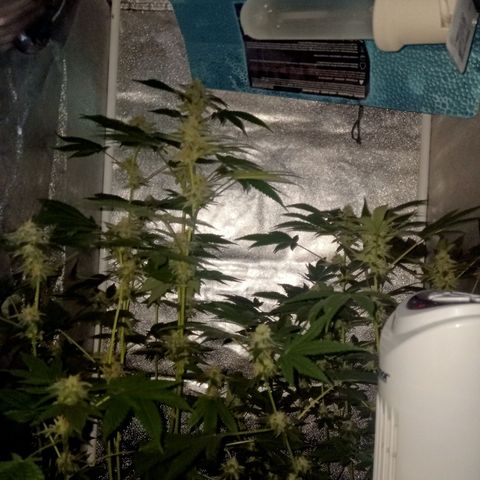 Wedding Cake growlog timeline photo