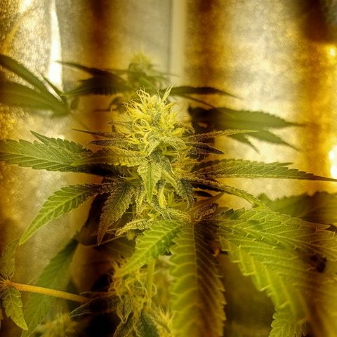 Wedding Cake growlog timeline photo