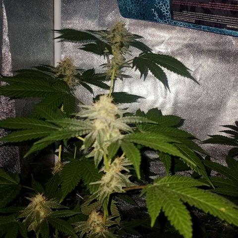 Wedding Cake growlog timeline photo